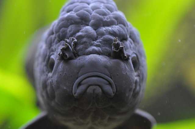 Black Oranda Fish